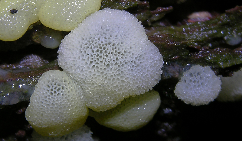 Dal bianco al viola..